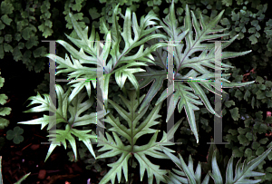 Picture of Dryopteris pedata 