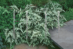 Picture of Athyrium nipponicum 'Pictum'