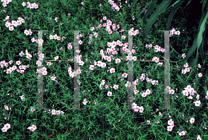 Picture of Phlox subulata 'Coral Eyes'