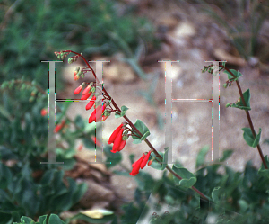 Picture of Penstemon guadalupsis 