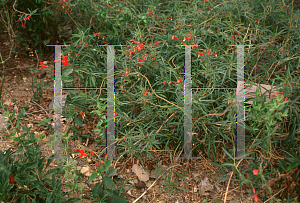 Picture of Lobelia laxiflora 