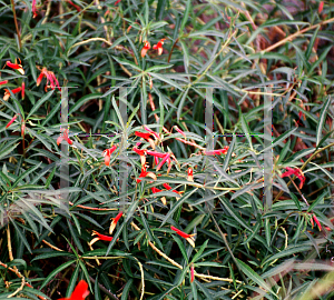 Picture of Lobelia laxiflora 