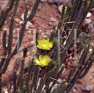 Picture of Opuntia tesajo 