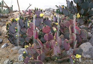 Picture of Opuntia macrocentra var. santa-rita 