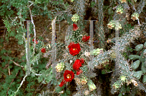 Picture of Opuntia fulgida 