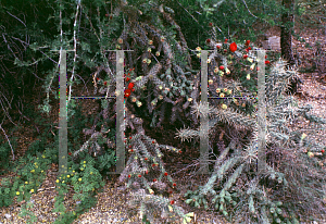 Picture of Opuntia fulgida 