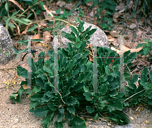 Picture of Penstemon guadalupsis 