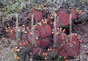 Picture of Opuntia macrocentra var. santa-rita 