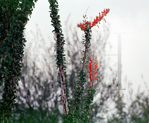 Picture of Fouquieria splendens 