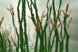 Picture of Fouquieria splendens 