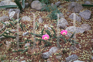 Picture of Opuntia  