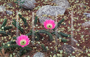Picture of Opuntia  
