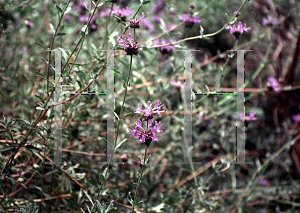 Picture of Salvia clevelandii 