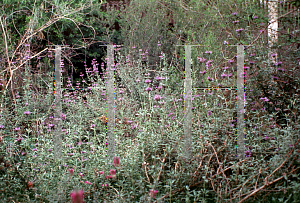 Picture of Salvia clevelandii 