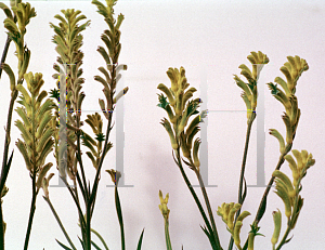 Picture of Anigozanthos flavidus 