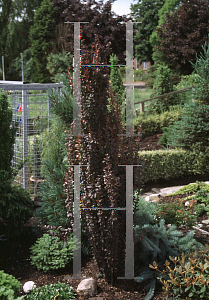 Picture of Berberis thunbergii 'Helmond Pillar'