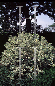 Picture of Cornus stolonifera 'Silver and Gold'