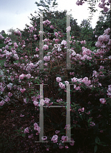 Picture of Deutzia x 'Pink Pompom'