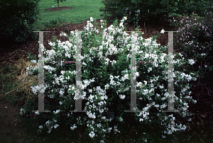 Picture of Deutzia gracilis 