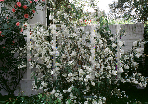 Picture of Deutzia x magnifica 'Erecta'