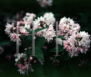 Picture of Deutzia x 'Pink Pompom'