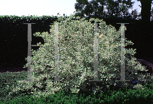 Picture of Cornus stolonifera 'Silver and Gold'