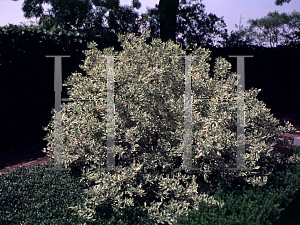 Picture of Cornus stolonifera 'Silver and Gold'