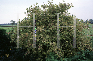 Picture of Cornus mas 'Elegantissima'