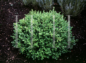 Picture of Buxus microphylla 'Faulkner'