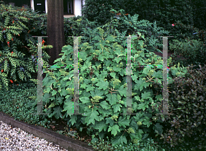 Picture of Hydrangea quercifolia 'Syke's Dwarf'