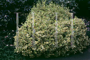 Picture of Euonymus fortunei 'Emerald 'n Gold'