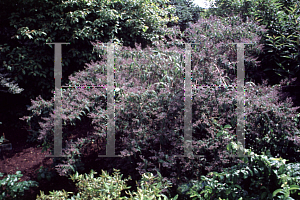 Picture of Deutzia ningpoensis 'Chaunii'