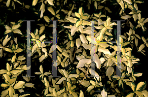 Picture of Euonymus fortunei 'Interbolwi (Blondy®)'