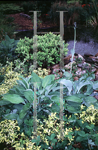 Picture of Euonymus fortunei 'Interbolwi (Blondy®)'