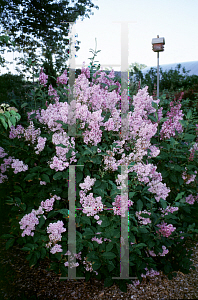 Picture of Syringa josikaea 'Royalty'