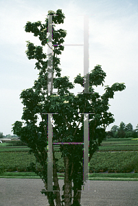 Picture of Sambucus nigra 'Fastigiata'