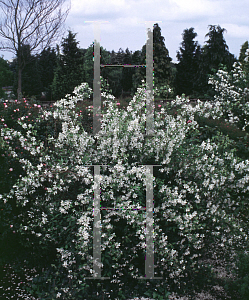 Picture of Philadelphus x lemoinei 