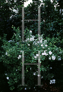 Picture of Philadelphus x lemoinei 'Innocence'