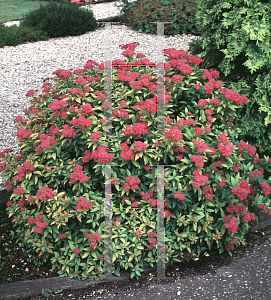 Picture of Spiraea japonica 'Goldflame'