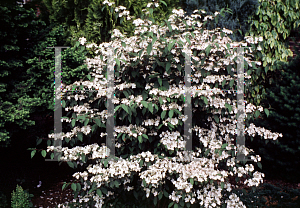 Picture of Viburnum plicatum f. tomentosum 'Pink Beauty'