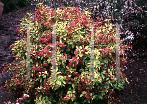 Picture of Weigela florida 'Rubidor'