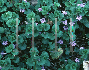 Picture of Glechoma hederacea 