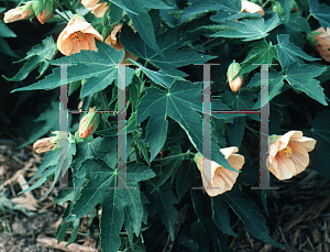 Picture of Abutilon pictum 