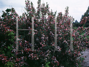 Picture of Weigela florida 'Courtalor(Carnaval)'