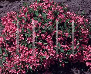 Picture of Weigela florida 'Rumba'