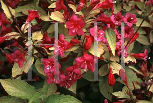 Picture of Weigela florida 'Rubidor'