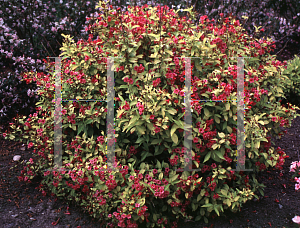 Picture of Weigela florida 'Rubidor'