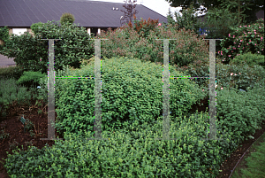 Picture of Spiraea betulifolia 'Tor'