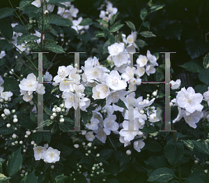 Picture of Philadelphus x lemoinei 'Innocence'