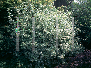 Picture of Philadelphus coronarius 'Variegatus'